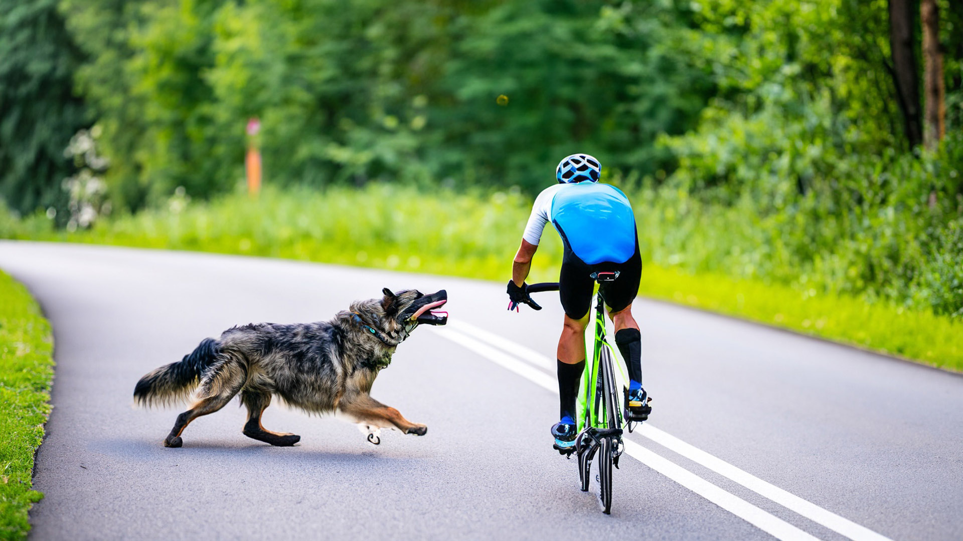 Un juzgado contencioso confirma la multa de 5.001 euros impuesta al dueño de un perro por morder a un ciclista